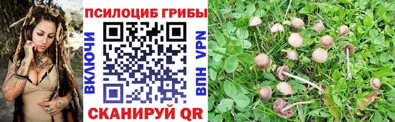 Галлюциногенные грибы Psilocybine cubensis  кракен рабочий сайт  Приморск  где можно купить наркотик 