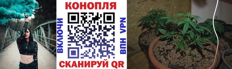 Канабис планчик Приморск